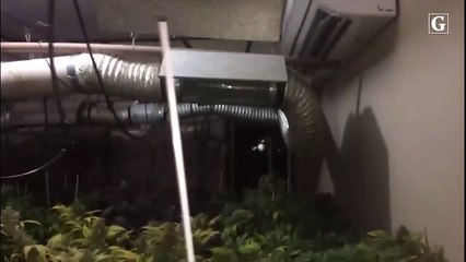 PM descobre estufa de plantação de maconha em Guarapari