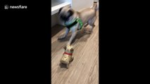 Pug faces off against robot counterpart. Guess who wins?