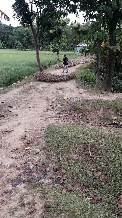 Huge Flock of Ducks Waddling on Path