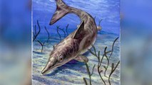 Fossil Blubber Suggests Jurassic Reptilian Sea Creature Was Warm-Blooded