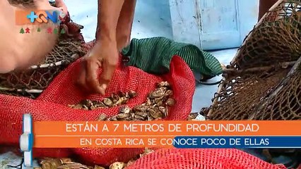 mqn-Gomito-y-su-cultivo-de-ostras-051218