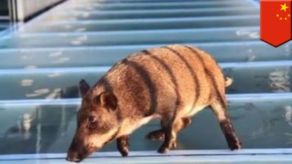 Wild boar needs help whilecrossing glass bridge in China