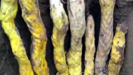 Using the root tree to get rid of the fantasy but do not go back after that