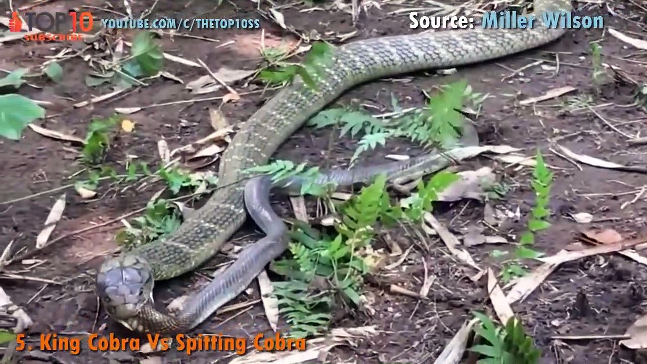 SNAKES V.S ANIMALS - King Cobra, Cobra, King Snake VS Python, Leopard