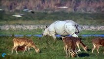 Family Lions sleeping sudden Crazy Rhino attack, Baby Lion lucky escape, Rhino vs Hyena