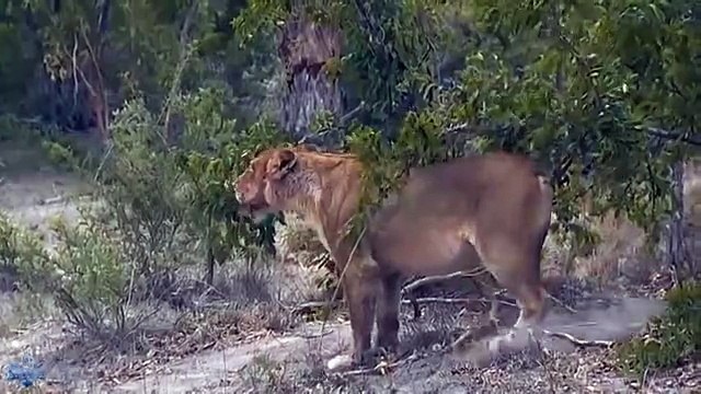 4 Lions vs Hyena Group Hyena Save Baby Hyena From Lion attack, Zebra vs Hyena