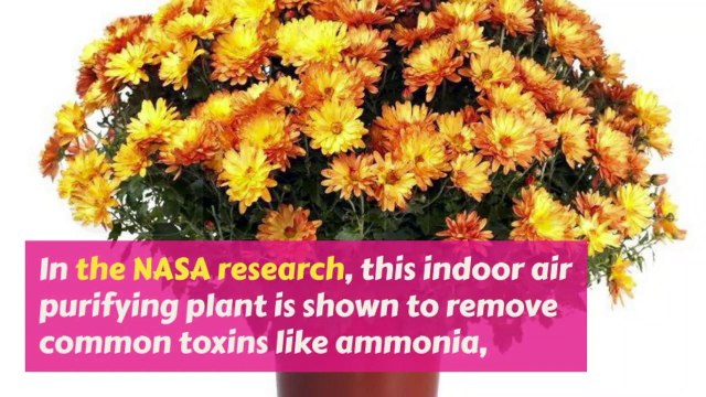 10 Best Air Purifying Indoor Plants - NASA Certified