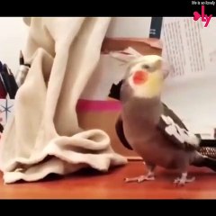 Funny Cute Animals  Animal Kingdom Videos