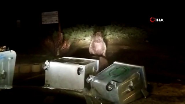 Kış uykusuna yatmayan aç ayılar yemek ararken kendisini görüntüleyen vatandaşlara saldırdı