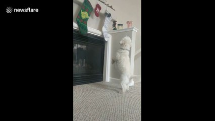 Dog prays for stocking full of presents this Christmas