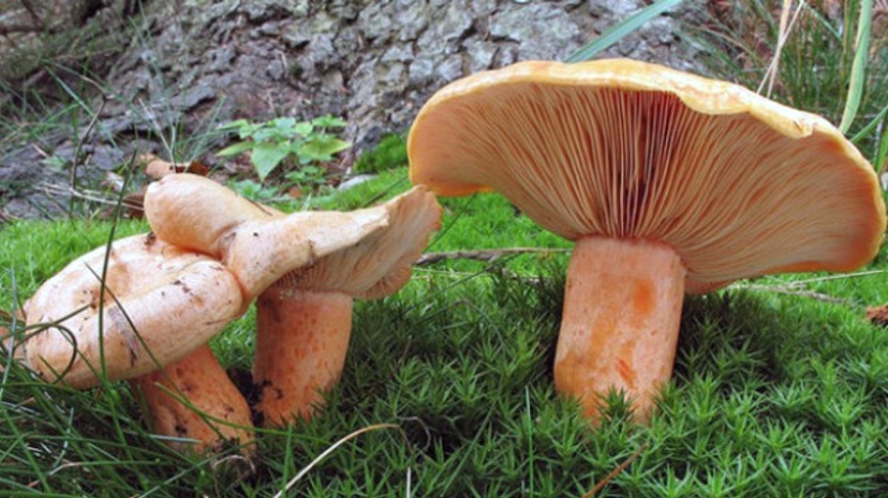 Bilmediğiniz Mantarı Yemek Rus Ruleti Oynamaktan Daha Tehlikeli