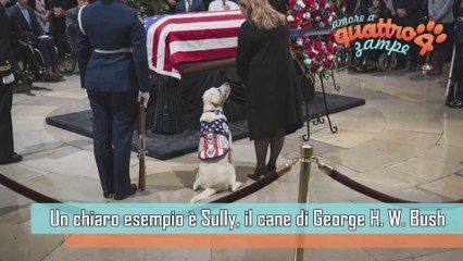 La fedeltà di un cane: Sully veglia sulla bara di Bush