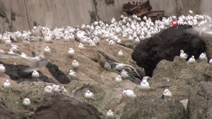 Yüzlerce Kuş Fırtınadan Korunmak İçin Dalgakıranın Arkasına Sığındı