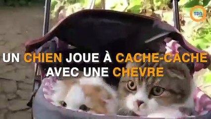 Un chien joue à cache-cache avec une chèvre !