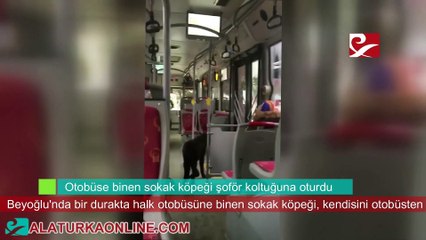 Otobüse binen sokak köpeği şoför koltuğuna oturdu