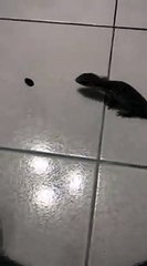 Lézard vs Insecte sur du carrelage