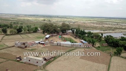Rural Karnataka so different from IT city of Bangalore- agriculture prevails in this aerial view