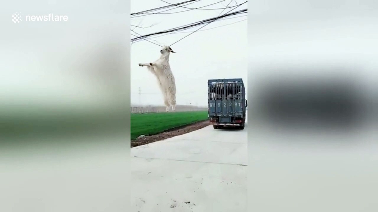Goat hangs from power line by its horns after j...