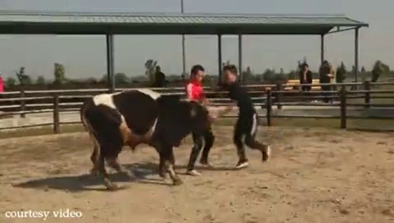 Chinese Martial Arts Experts Wrestle With Bulls