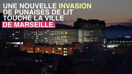 Marseille : nouvelle invasion de punaises de lit
