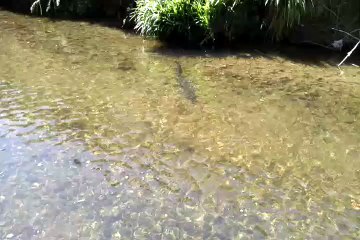 Gezza's Stream: Elvira Longfin, realising lunchtime is over & going home.