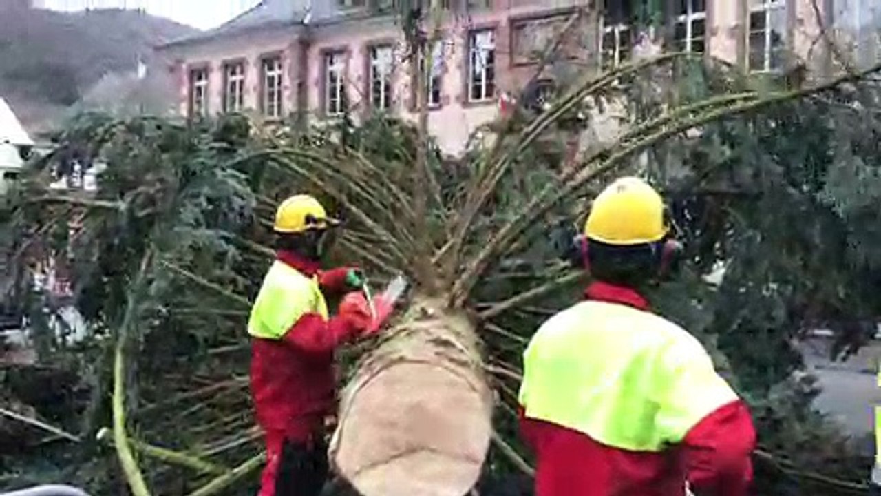 Le sapin de Noël de Thann est tombé