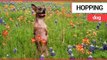 Adorable rescue Dog hops around the house like a kangaroo | SWNS TV