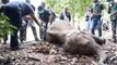 Elephant Found Dead ONE Week After Being Rescued