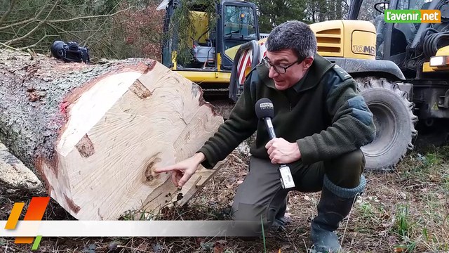 L'Avenir - Un sapin de Doische pour le palais royal