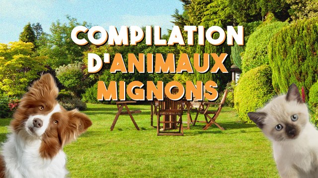 Compilation d'animaux drôles et mignons !