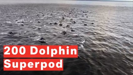 Watch Incredible Moment Superpod Of Dolphins Frolic Near Ferry