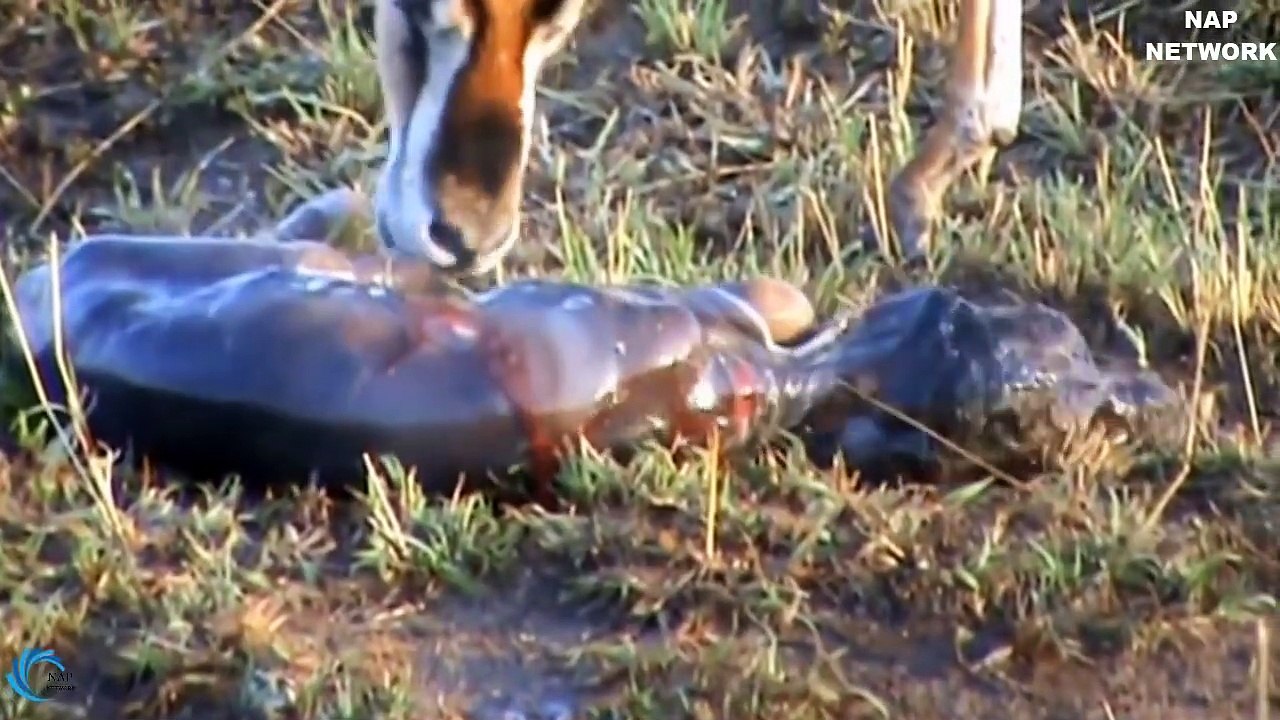 Lion Of The God! Unbelievable,Lion protect Impala newborn !