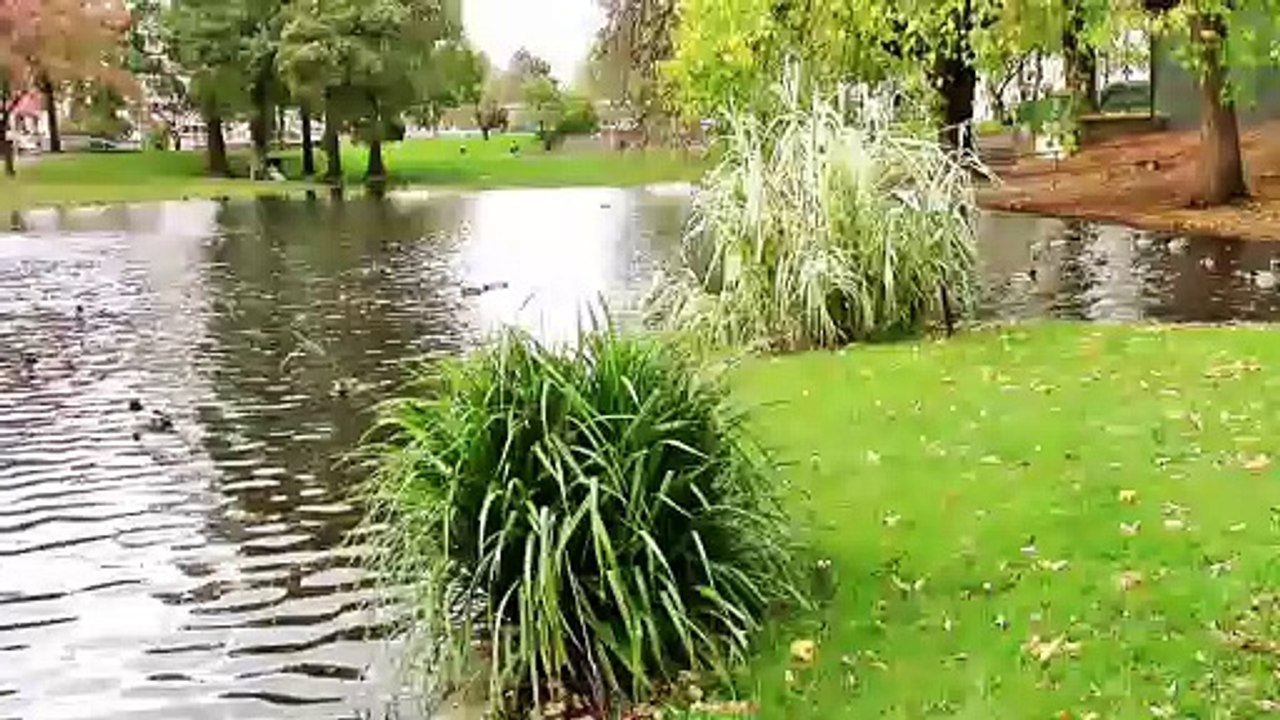 Köln - Enten am Ebertplatz