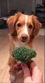 Ce chien fera tout pour un morceau de brocoli !