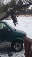Hunting Kitty Hangs from Bird Feeder