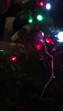 Cat Gets Stuck in Christmas Tree