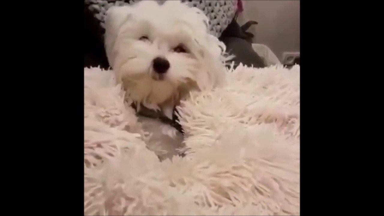 Ce chien joue à cache-cache - Coucou je suis là!