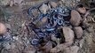 Ils ramassent des serpents dans une ferme à serpents en Indonésie. Impressionnant