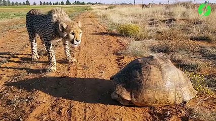 2 guépards trouvent une tortue et ont l'air un peu perdu