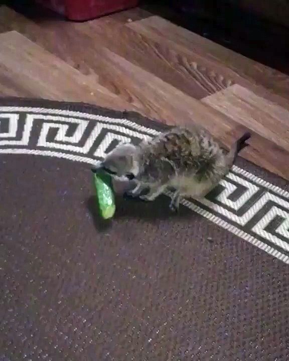 Un gros raton laveur se fait voler sa nourriture par une petite bête