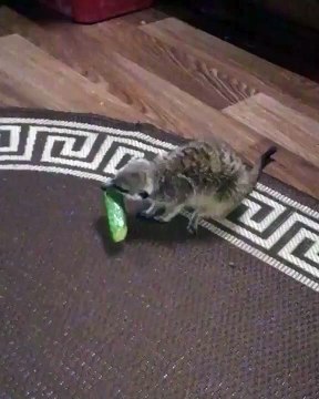 Un gros raton laveur se fait voler sa nourriture par une petite bête