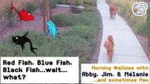 Red Fish, Blue Fish, Black Fish...wait...what? -Walkies with Abby