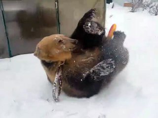 Bear Thoroughly Enjoys Snow Day