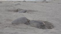 Miles de tortugas golfinas llegan a México para su último desove de 2018