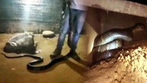 Bizarre : 19-feet cobra rescued from house in Mayurbhanj, Viral Video | OneIndia News