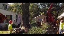 Emergency Tree Services Sydney