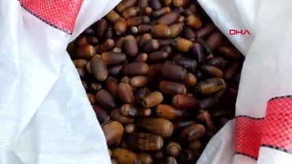 Balıkesir Burhaniye'de Öğrenciler, Palamutları Toprakla Buluşturdu