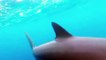 Man instantly encircled by sharks when stepping off cruise boat