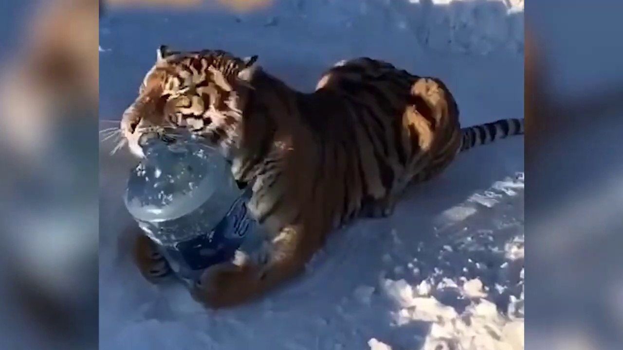 Tiger Plays In Snow
