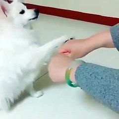 Cute dog funny moment